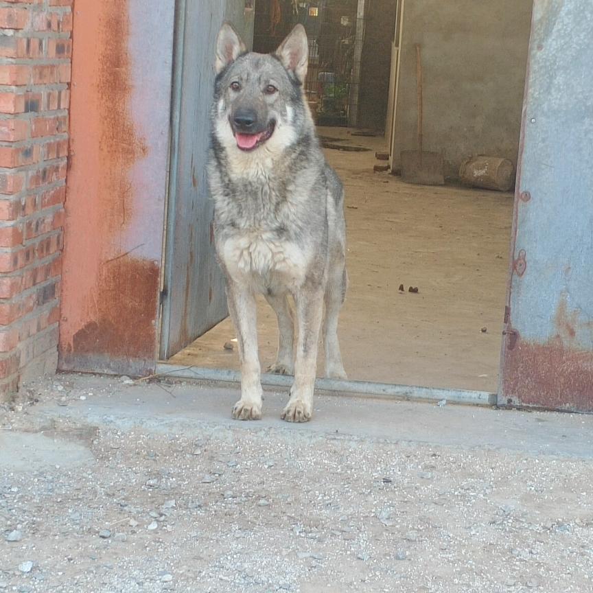麒麟狼犬业