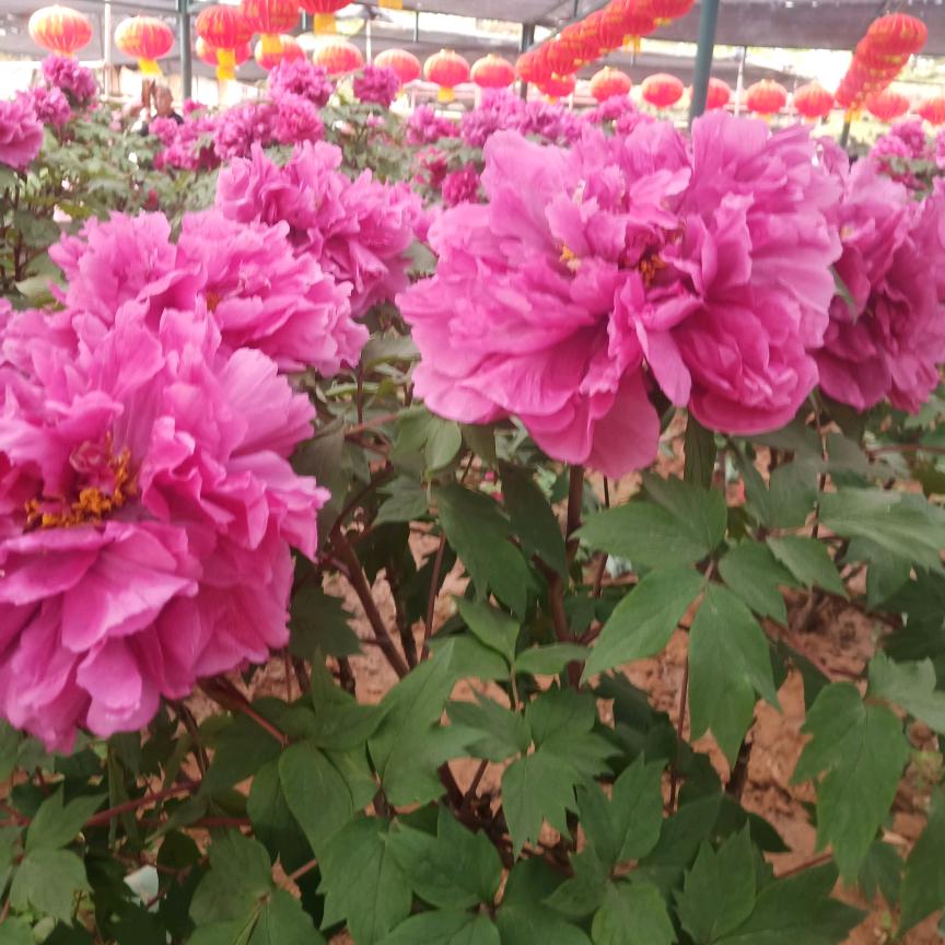 静脉专科2230749018