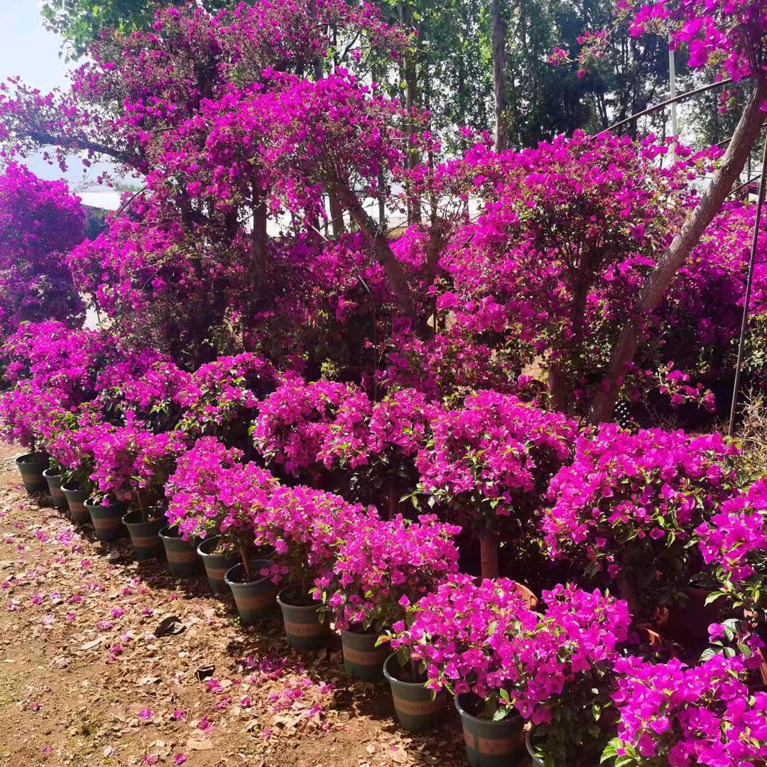 鑫彤三角梅种植园