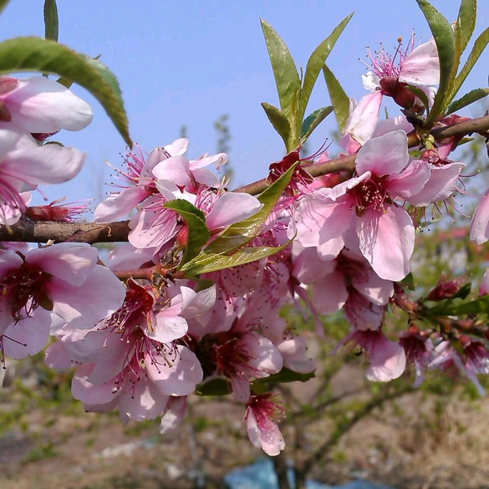 向阳花木136