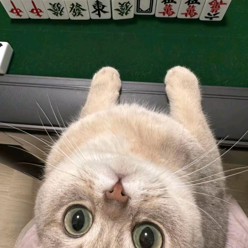 海苔猪咪（见过邓紫棋版）