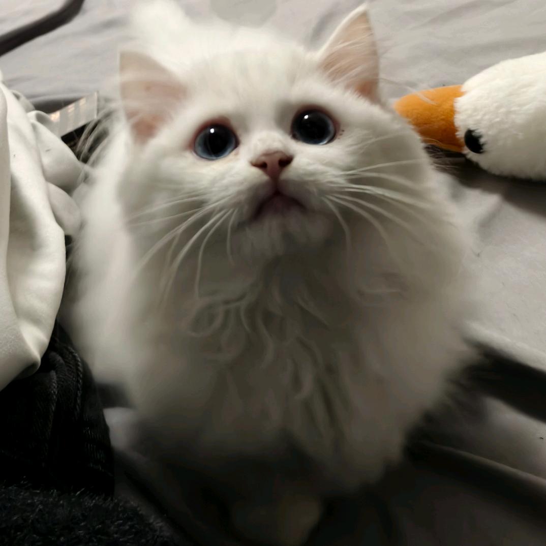 吃啥都不加葱❌