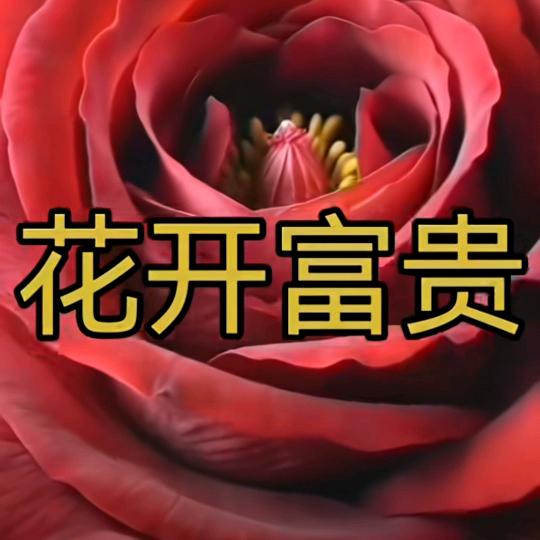 家和万事兴🌹🌹🌹🌹🌹