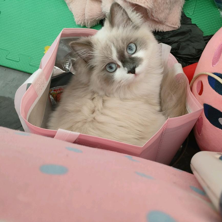 🌈随时会发疯🌈