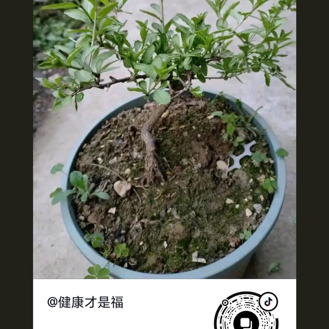 人生如梦