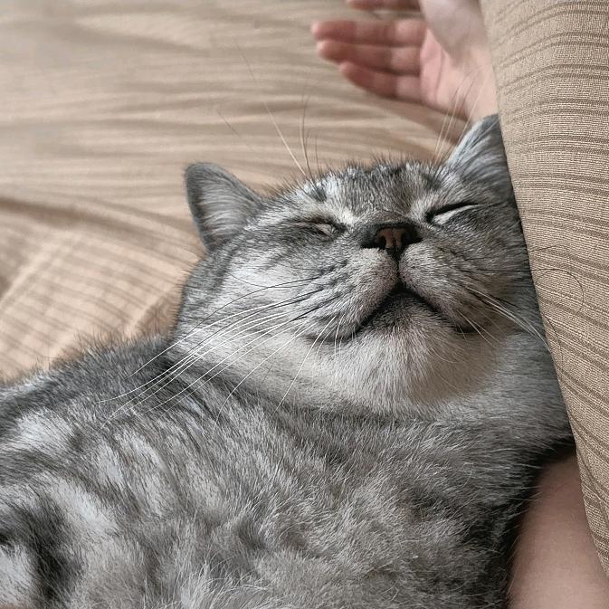 AAA-芝麻丸批发-哈姐