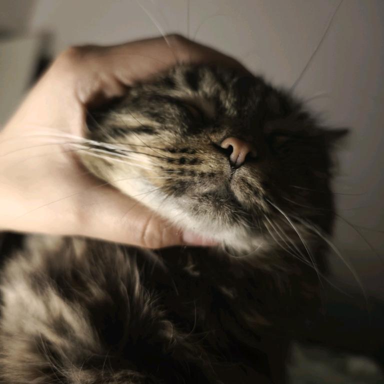 胖虎不虎