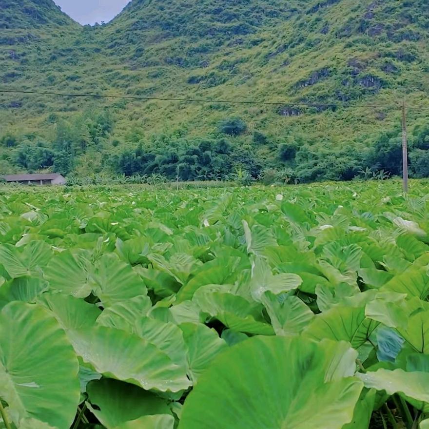 华艺果蔬（荔浦芋头）