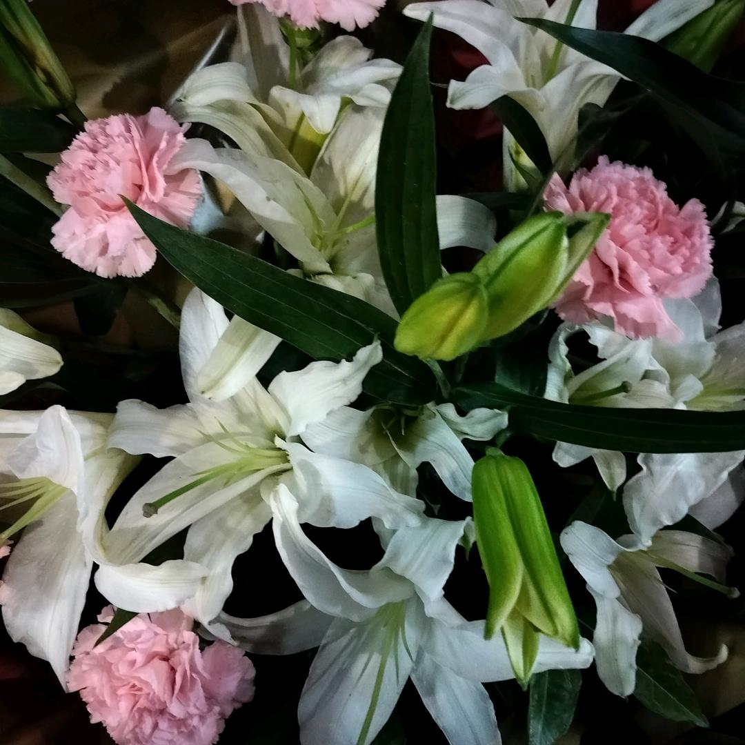白荷花
