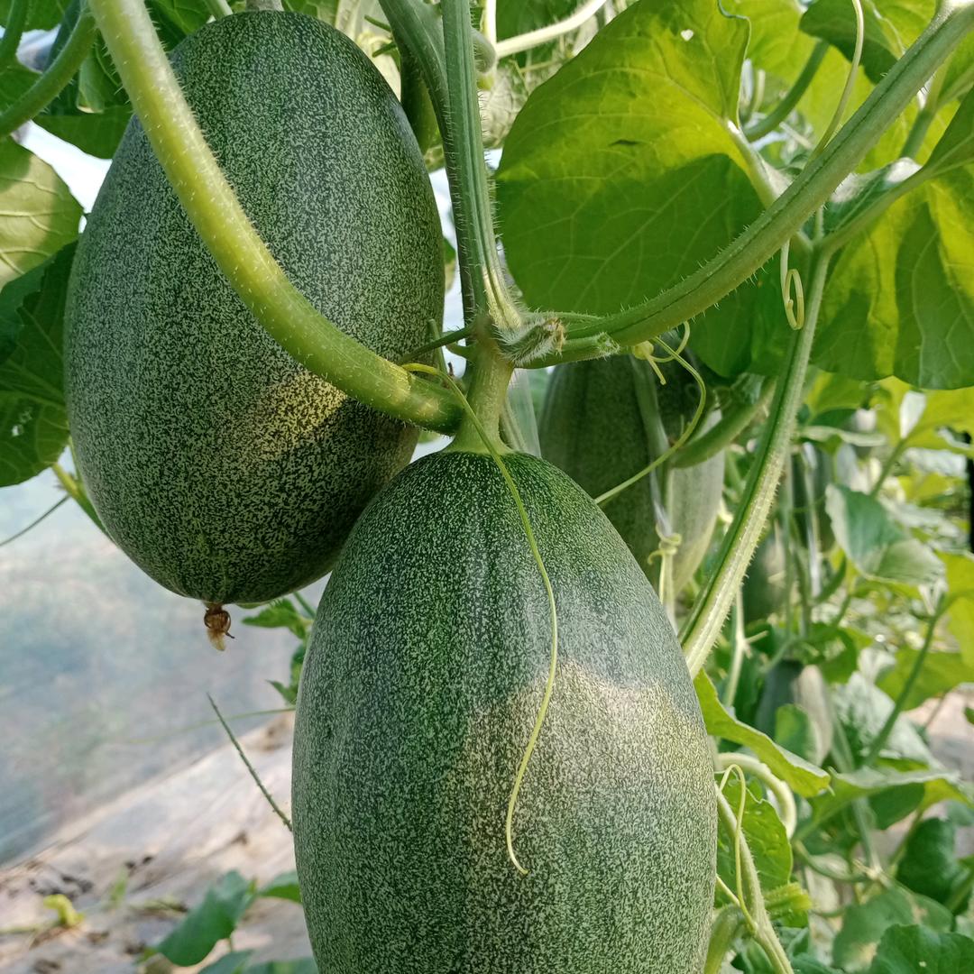 民圆