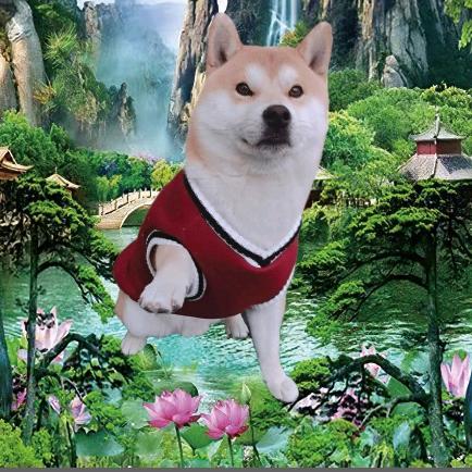 金宝的日常（才艺幼犬号）