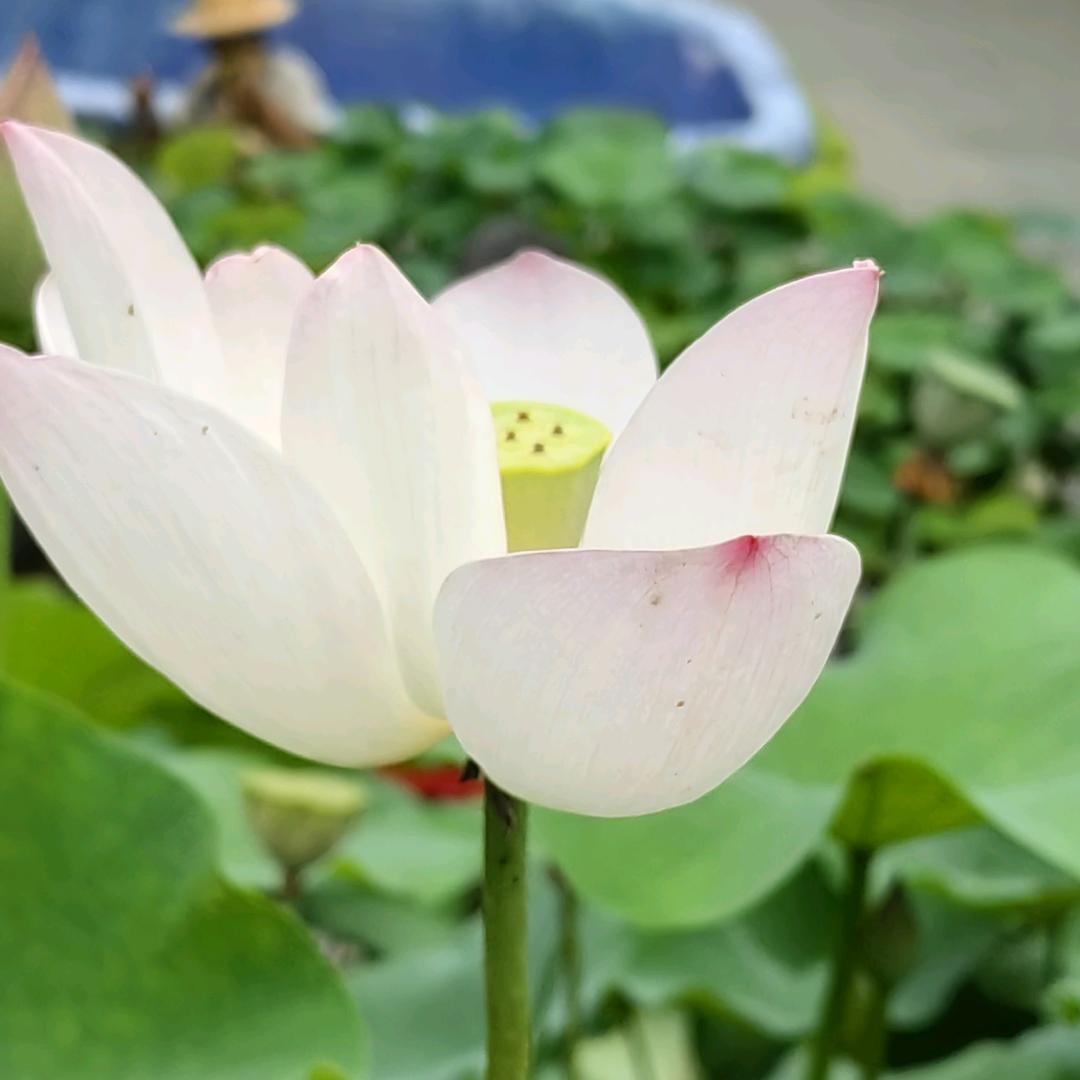 重庆蓉姐在新疆