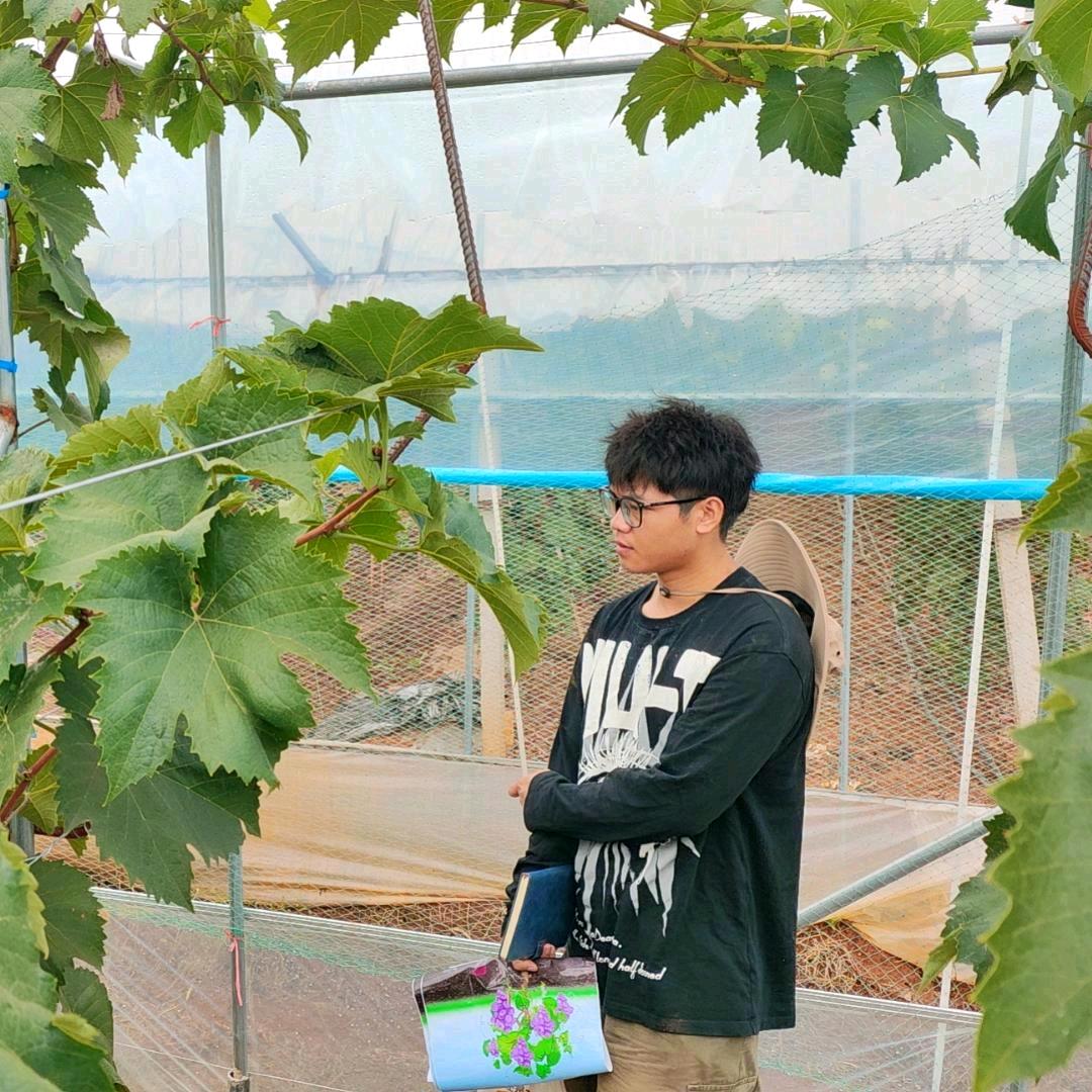 大洋芋