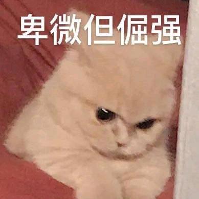 优越的魔法猫咪