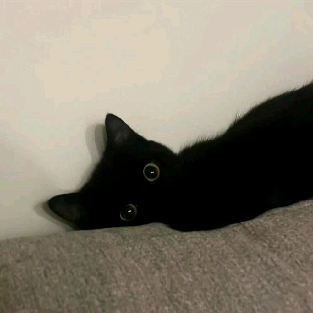 猫忘了鱼尾沙