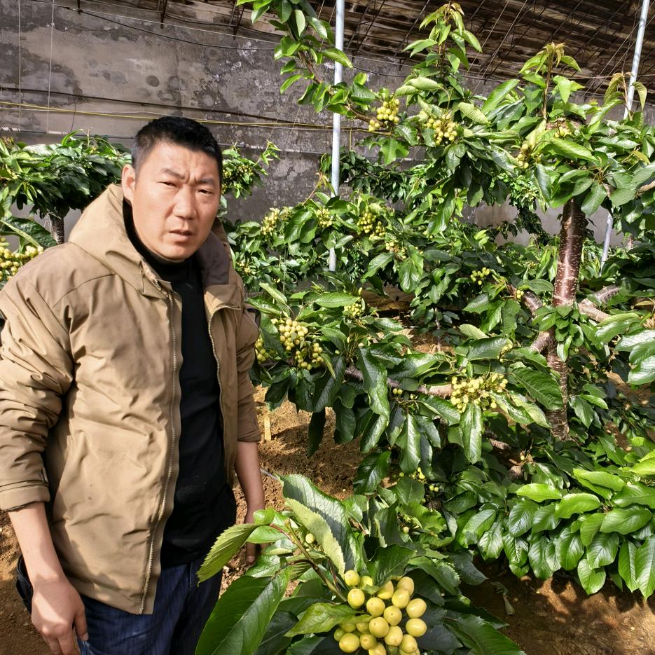 喜果老宋谈樱桃