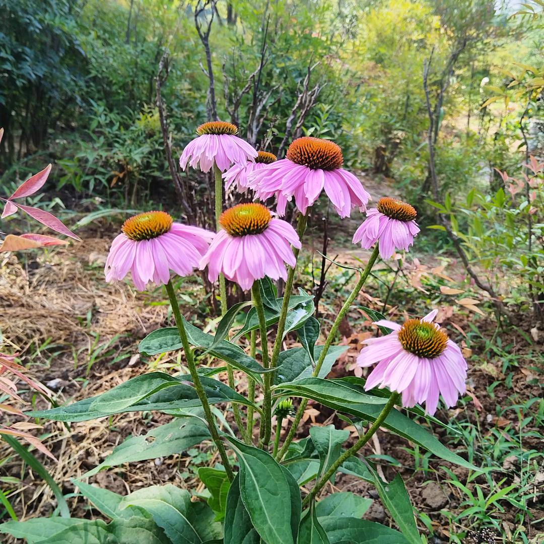 春暖花开wcf