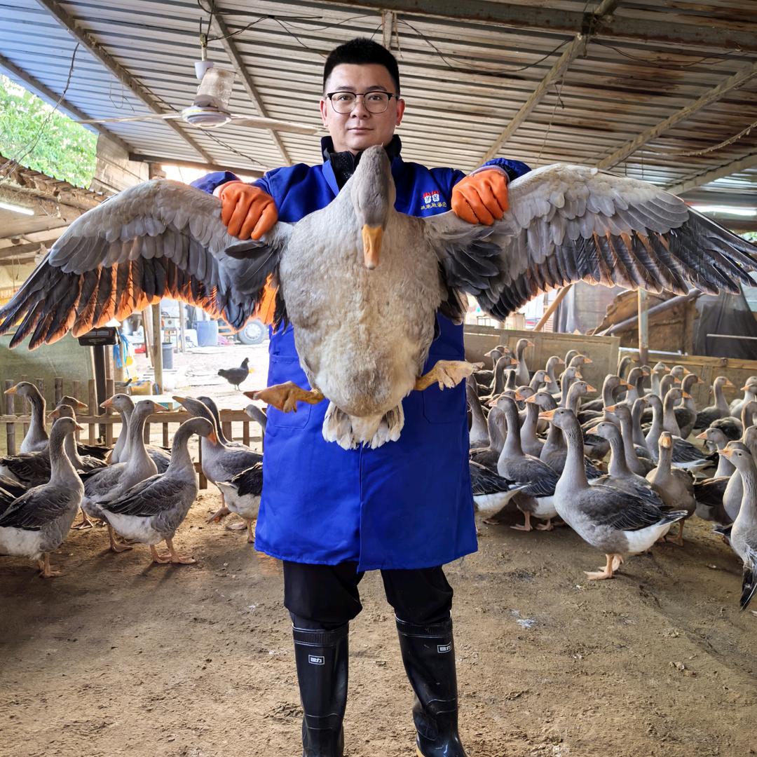 菜大鹅
