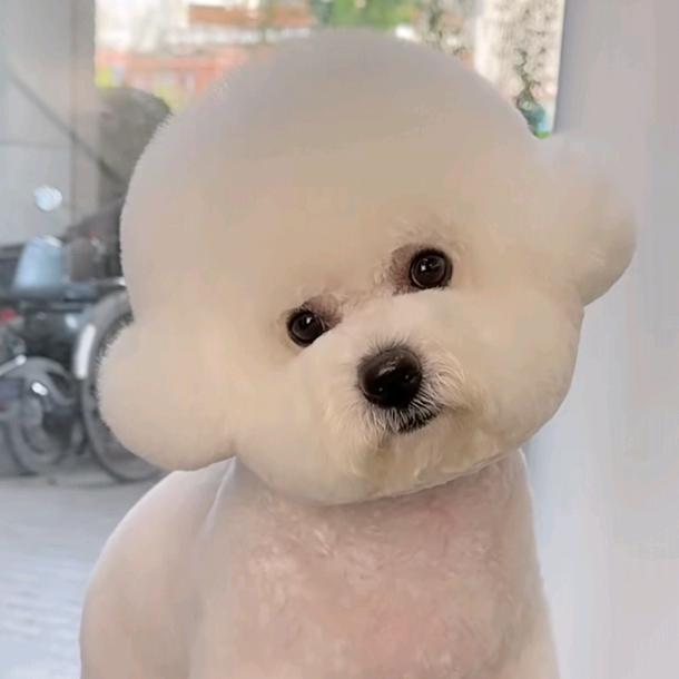 婷婷的毛孩子