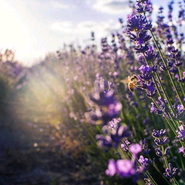 🌻🌻向日葵