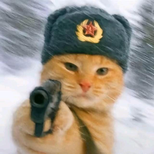 樊不烦