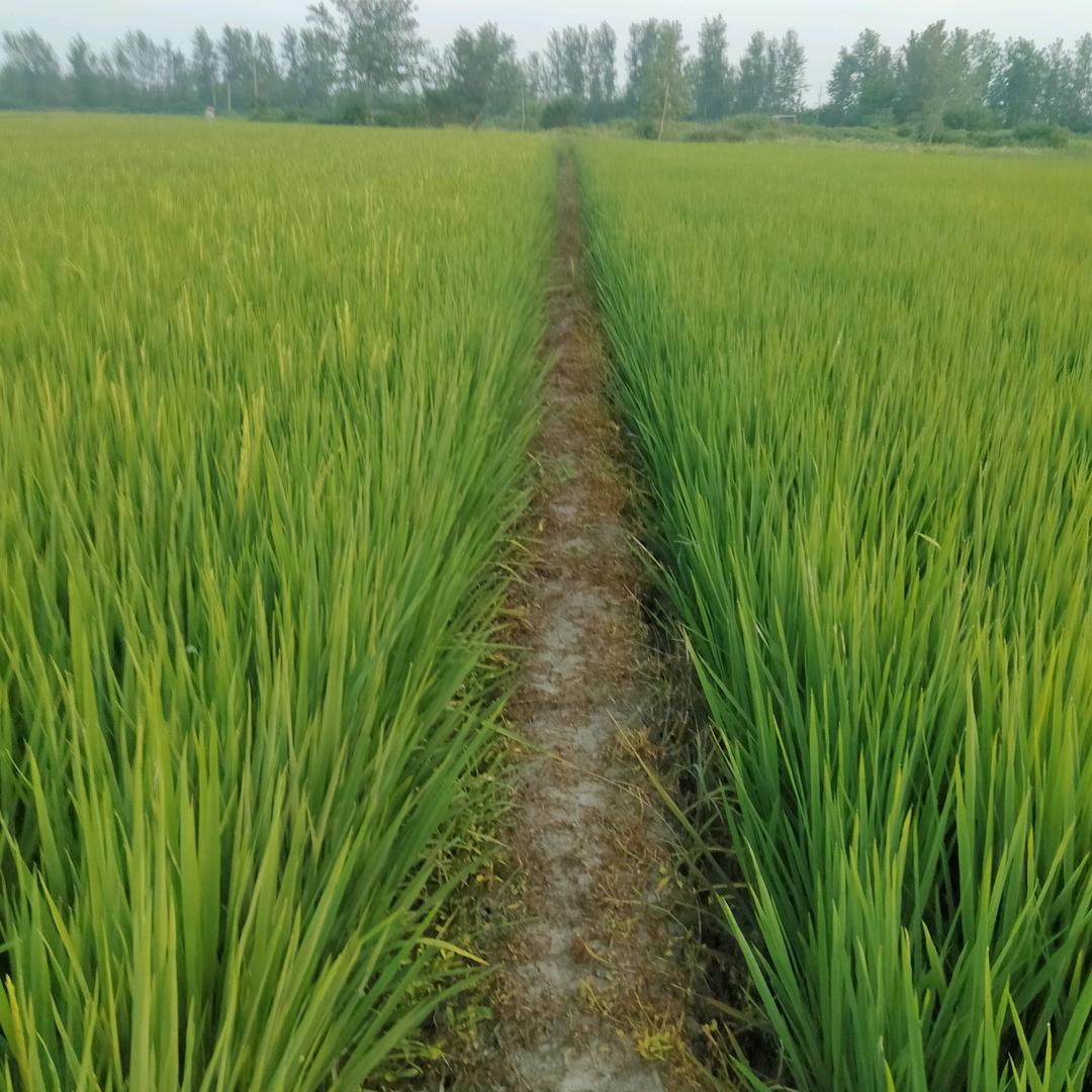 从新来过