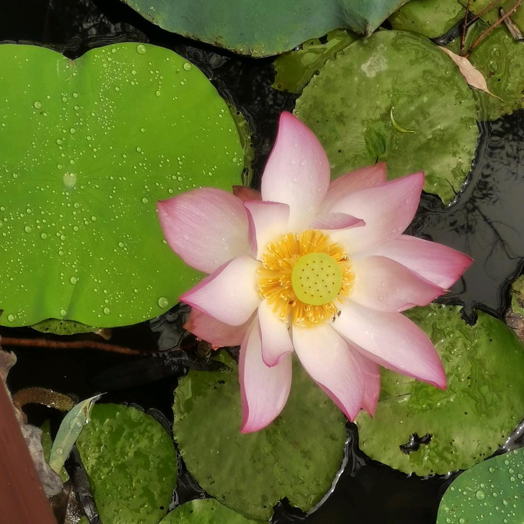 挂了牌的流氓