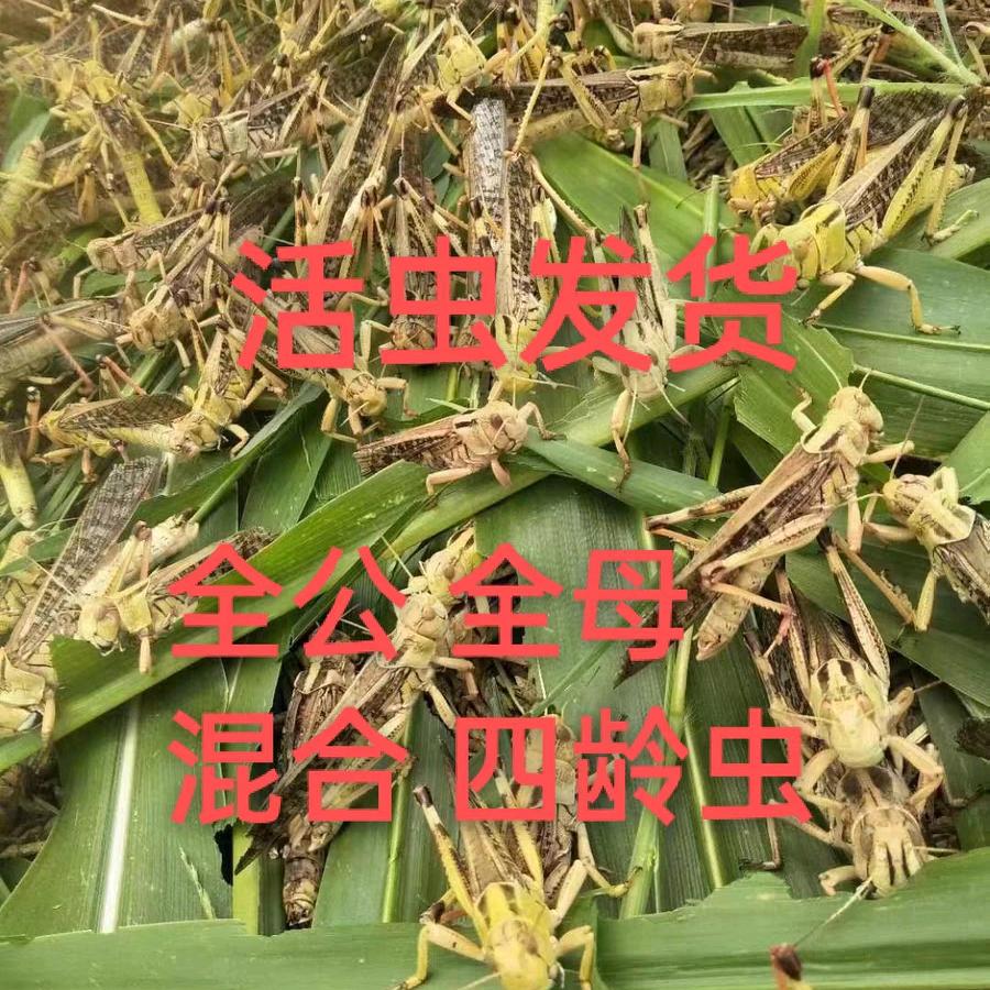蚱蚱飞小蚂蚱