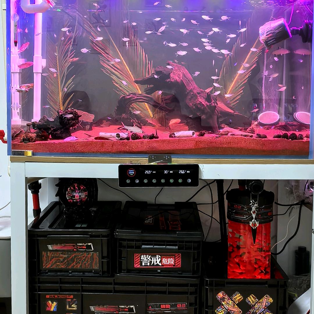 昭宁不会养鱼🐟