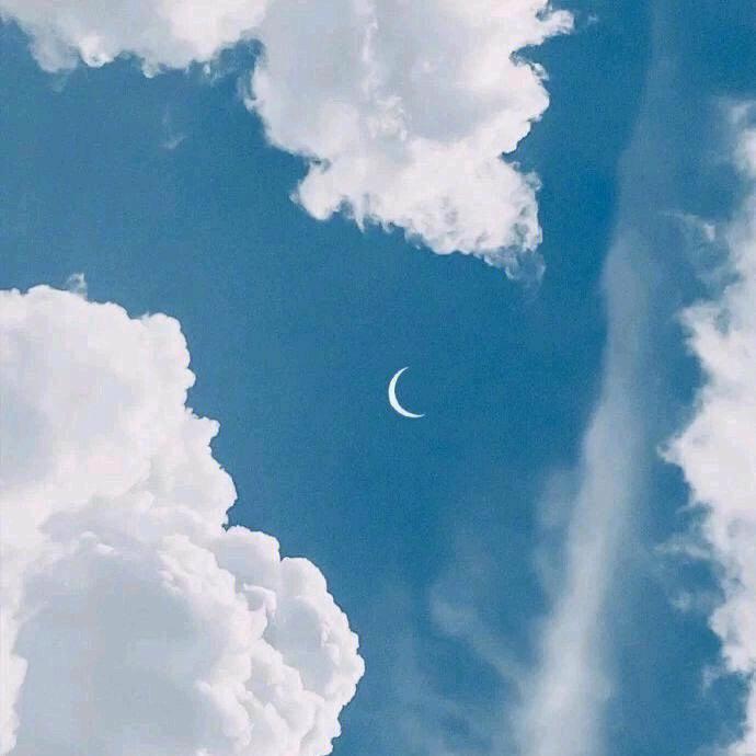 闪衫木