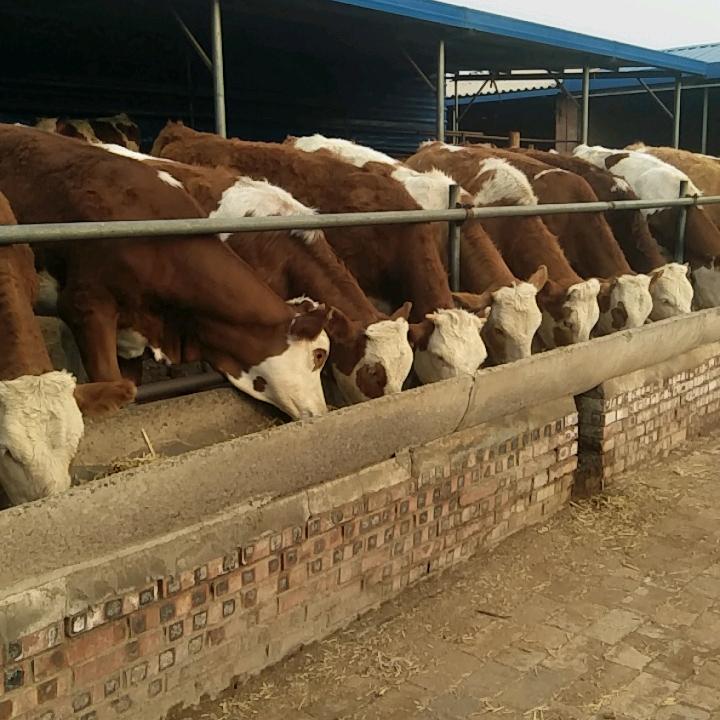 西门塔尔养殖场欢迎光临