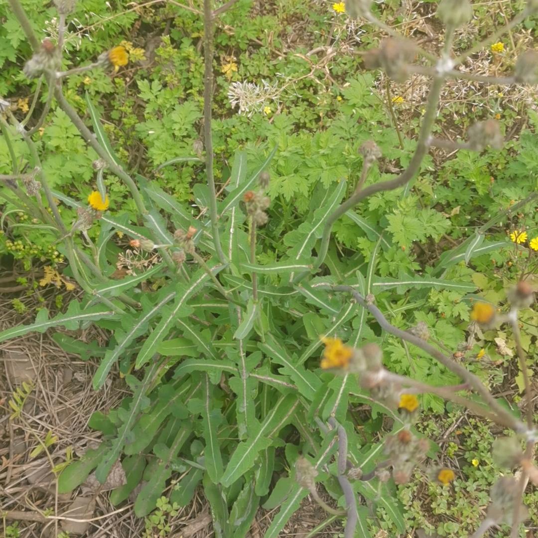 小妹分享植物