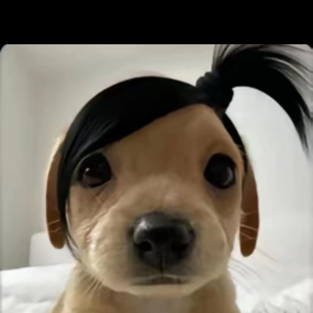 呆檬