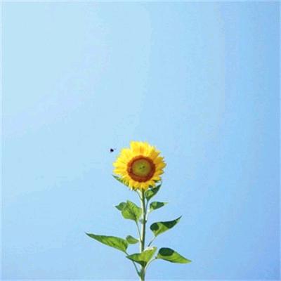 花好月圆.
