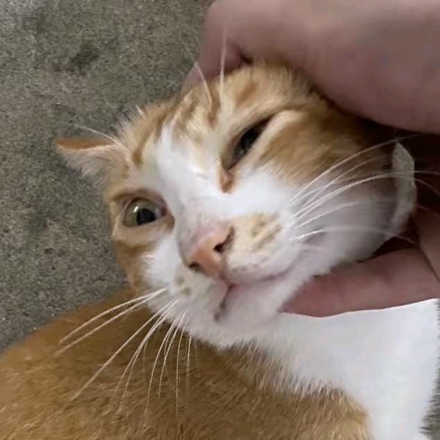 会飞的鸟窝