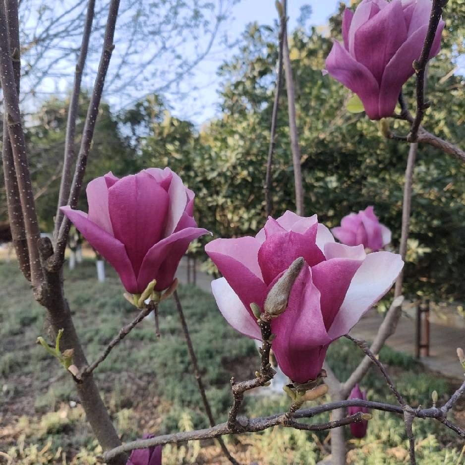 清沐芳澜