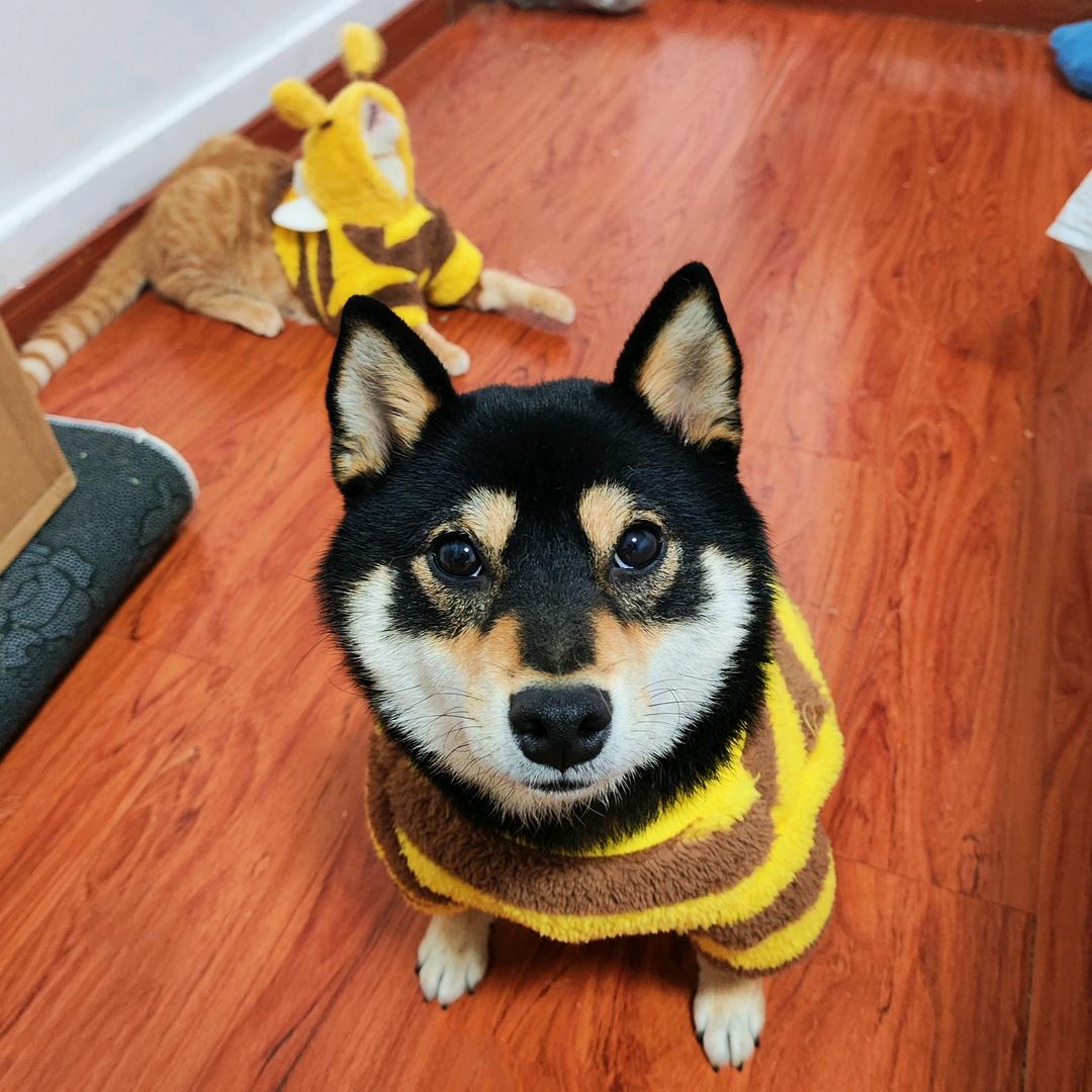 翻滚吧！招柴！🐕🐱