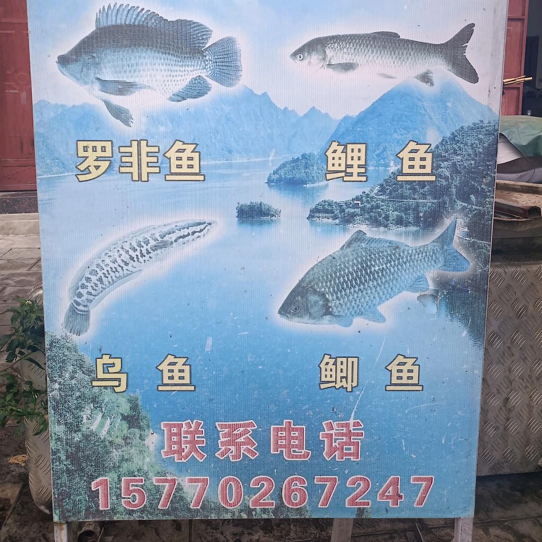 隆阳区王文芹水产品经营部