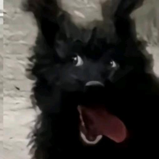 袋子
