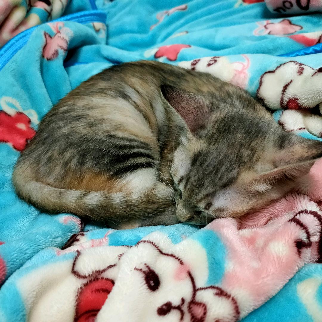 猫界四不像