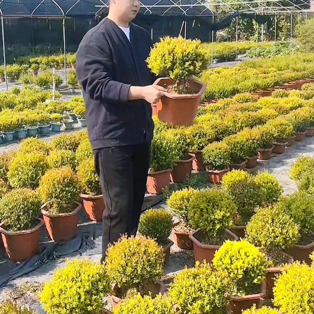 老军的园艺生活