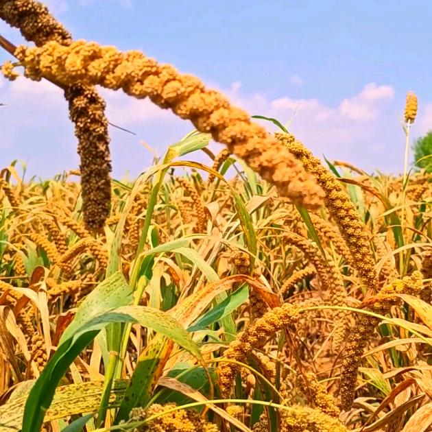 益粮农产品严选