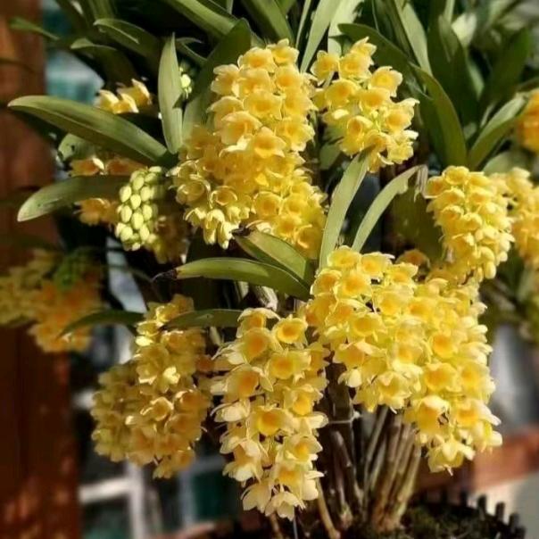 云滇石斛花卉