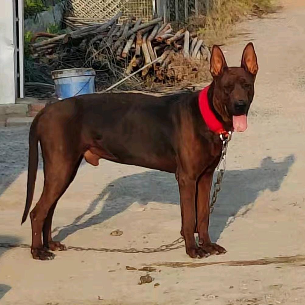 麒麟犬舍