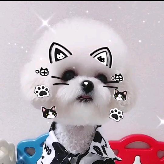 卡车上有个高小妮