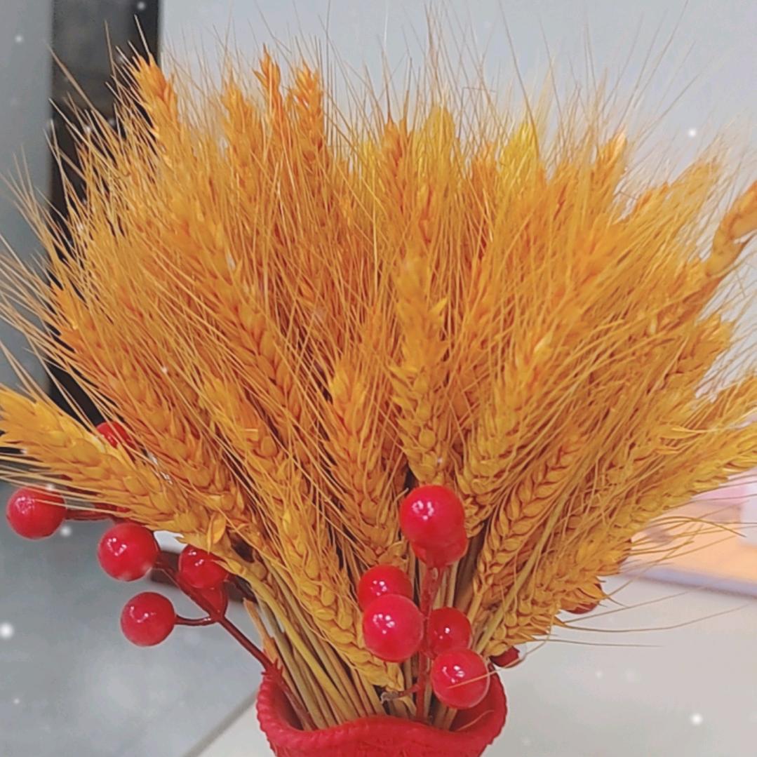 黄金麦