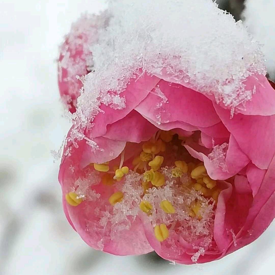 玉兰花