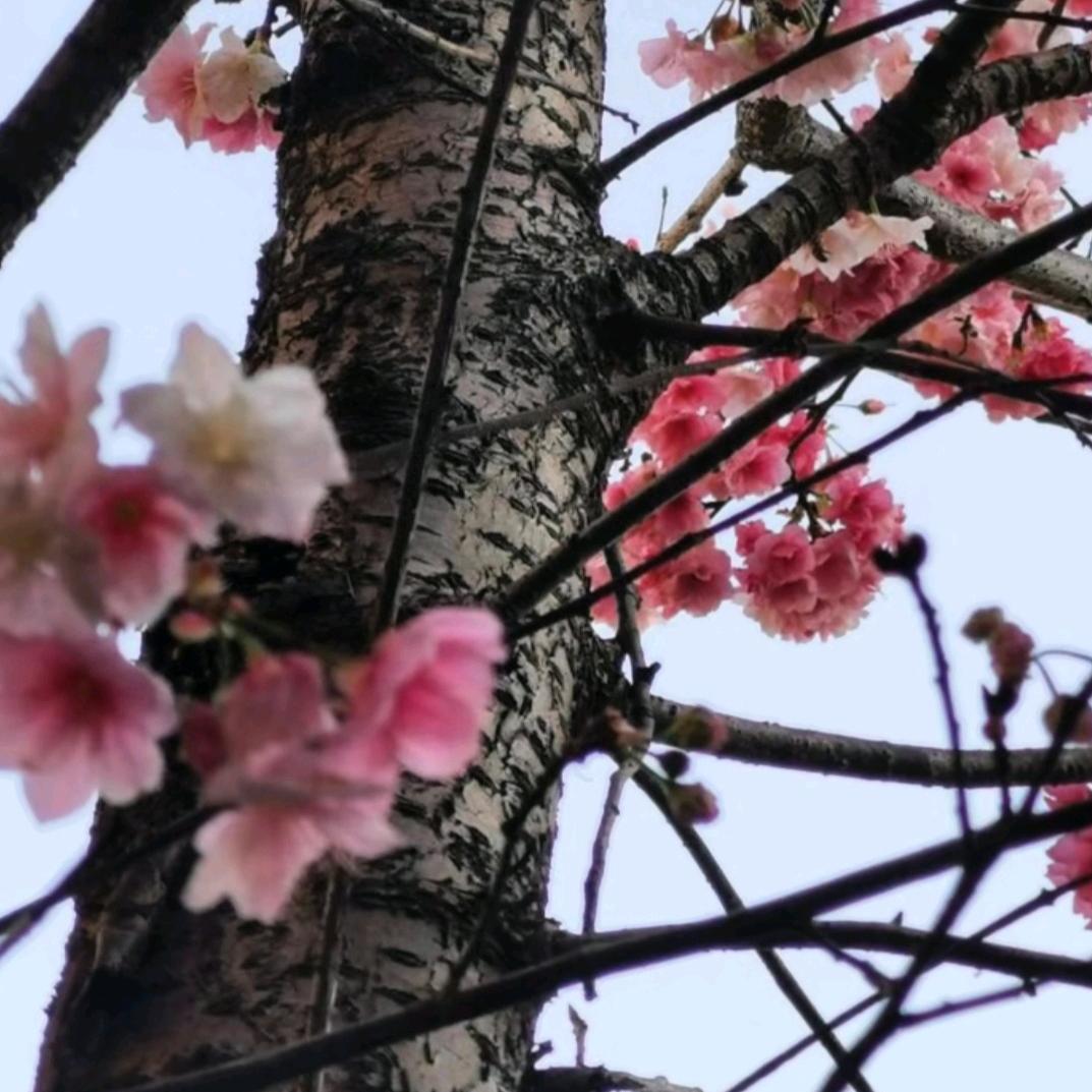 ℳ.&她訫他夢ོꦿོ