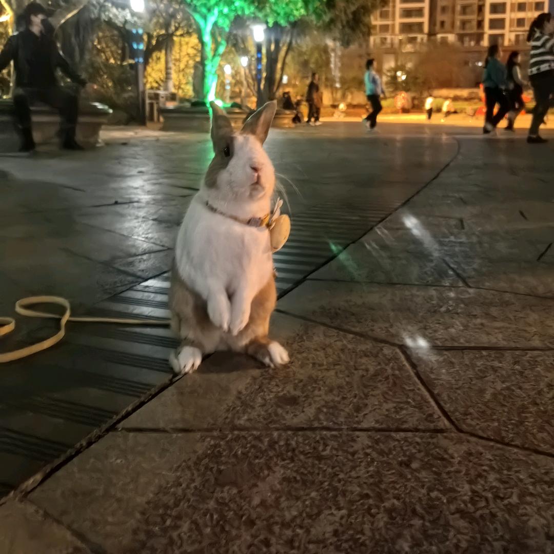 枝枝