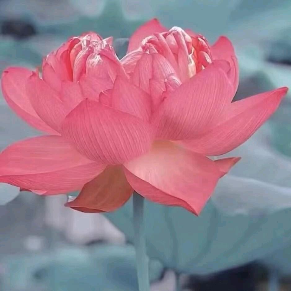 美丽的家乡